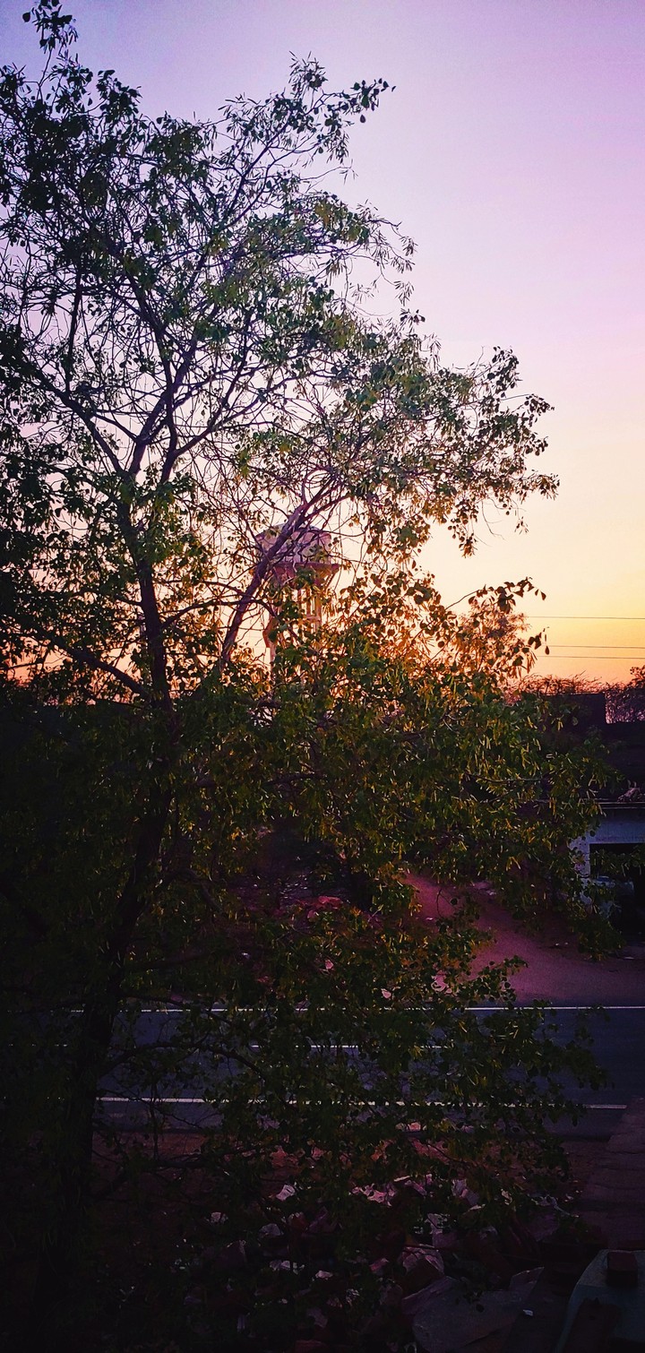 sunset tree