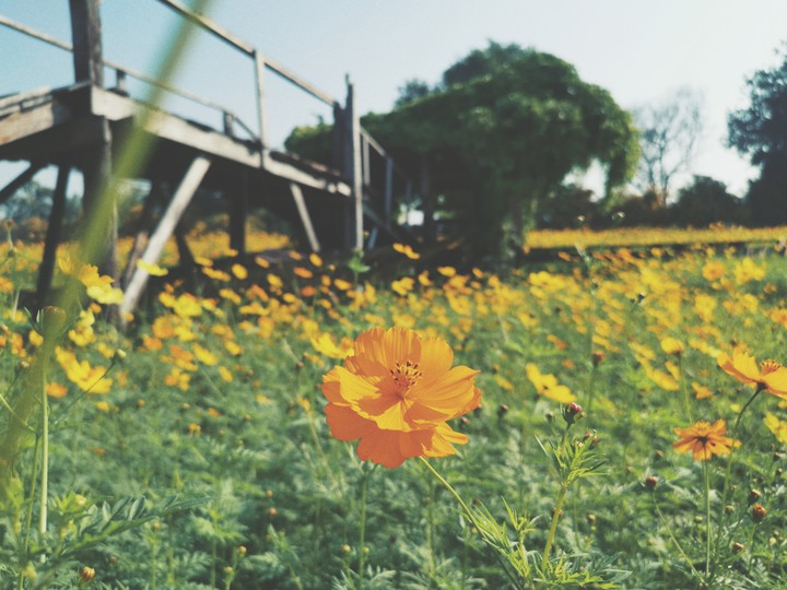 Yellow field