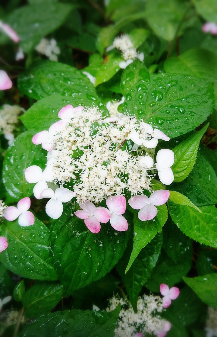 紅紫陽花