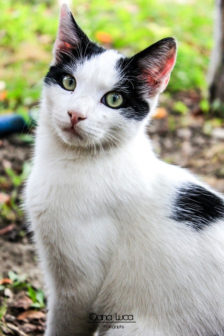 Green Eyes