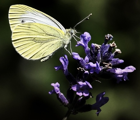 flower, pollinator壁纸