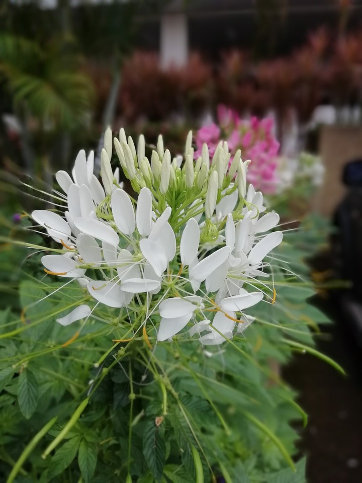 ดอกไม้