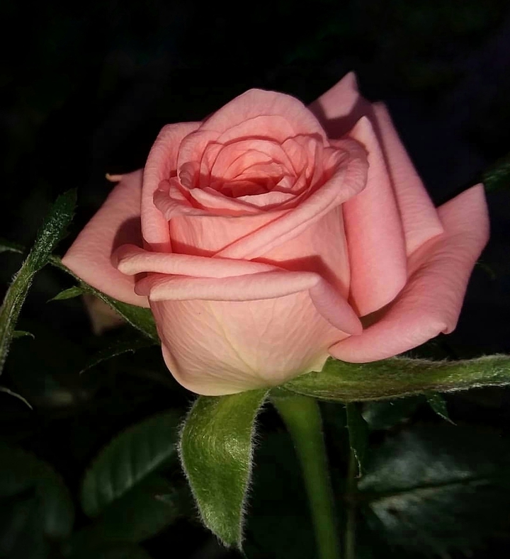Rosa
