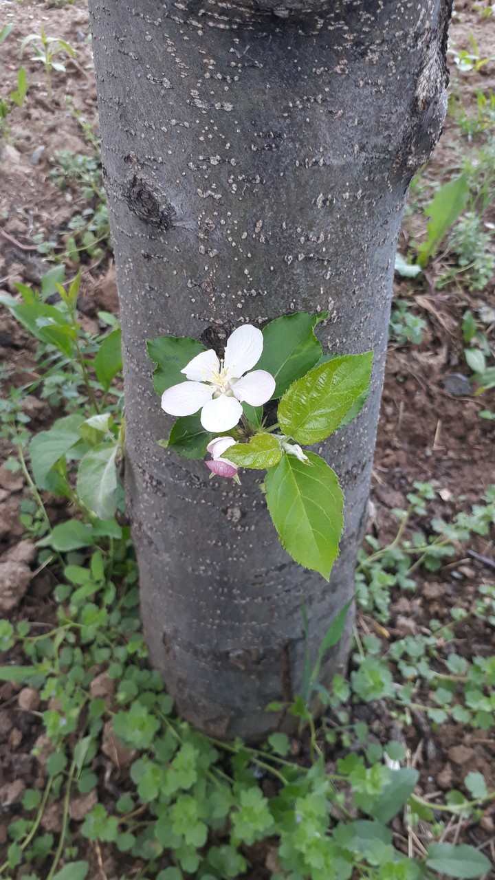 Apple flower