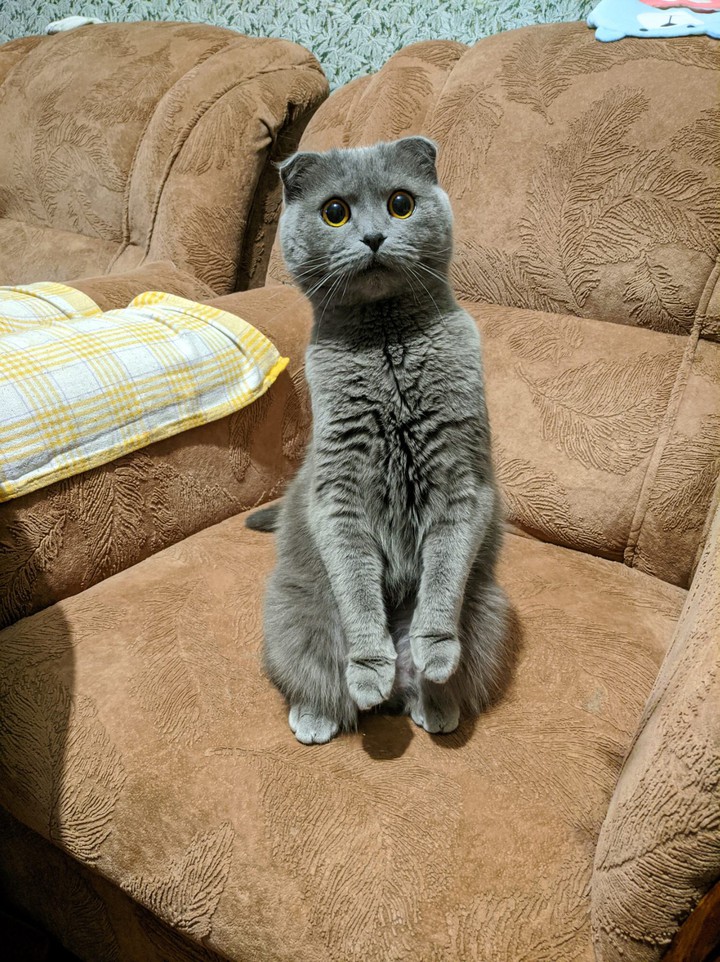 Моя кошка Пушинка❤️