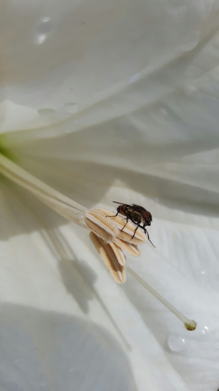 Micro cosmos