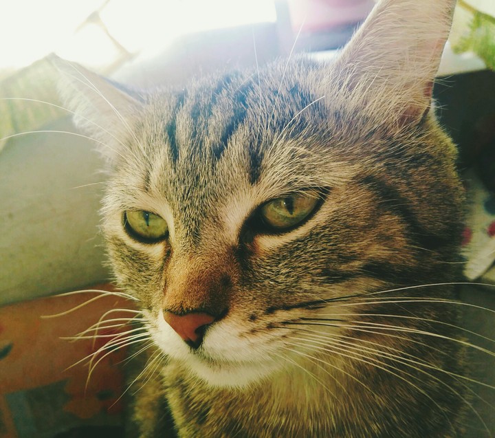Василий
