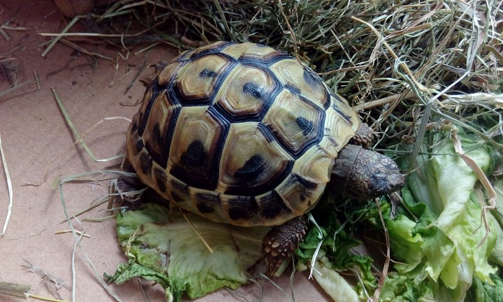 tiere