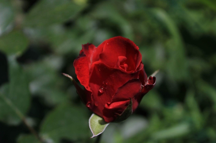 rose after rain