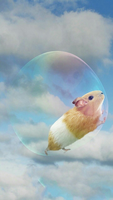 #mouse #rat #funny #mouse