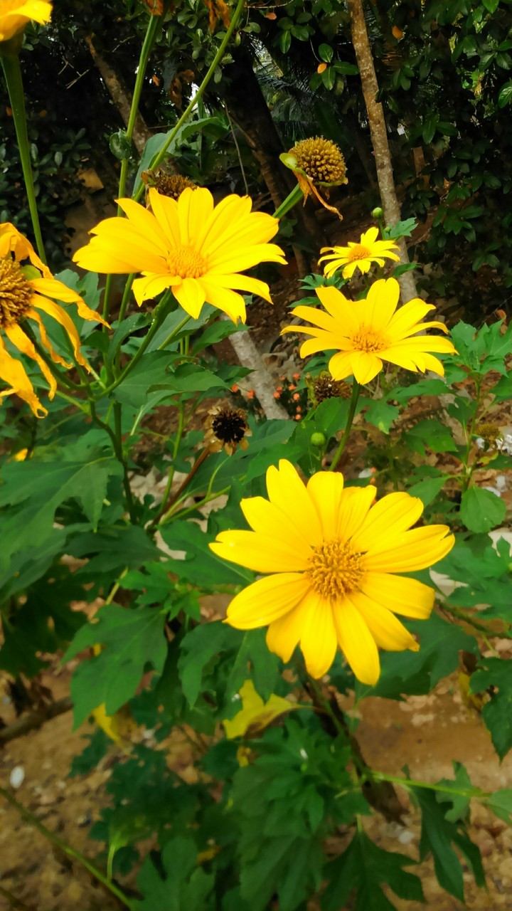 yellow beauty sun flowr