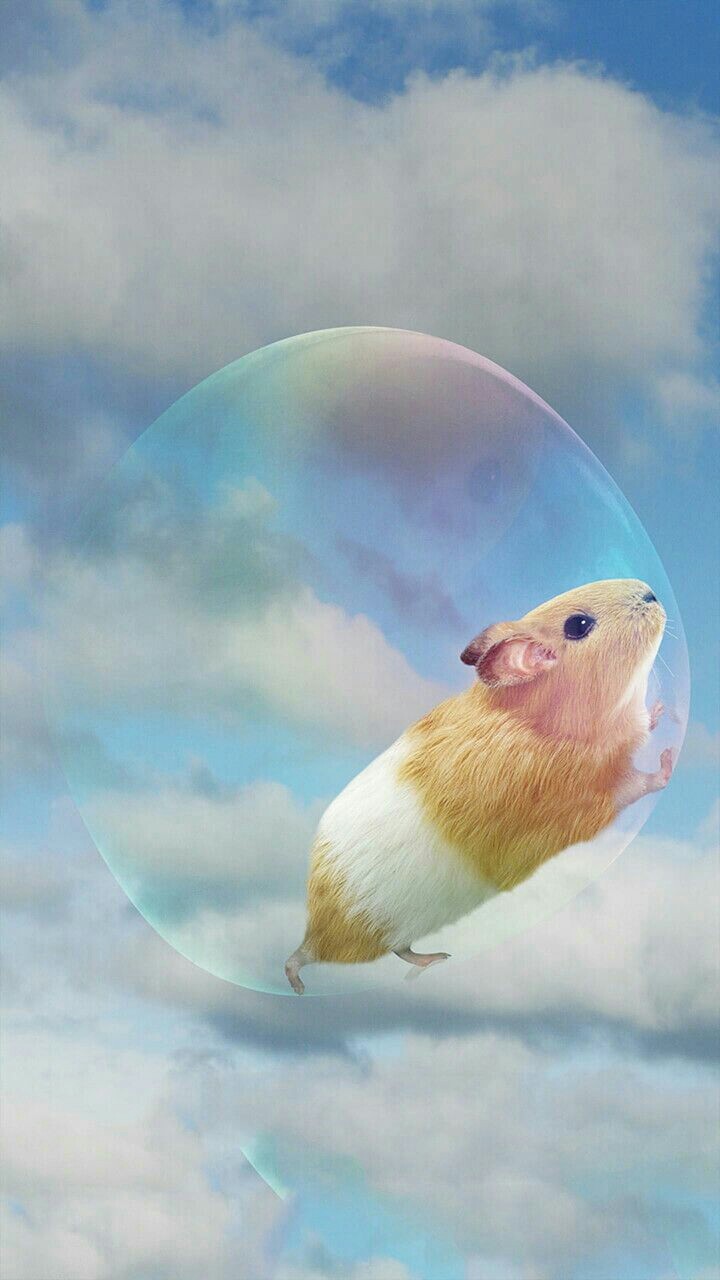 #mouse #rat #funny #mouse