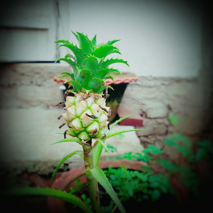 pineapple