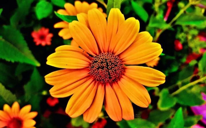 flower