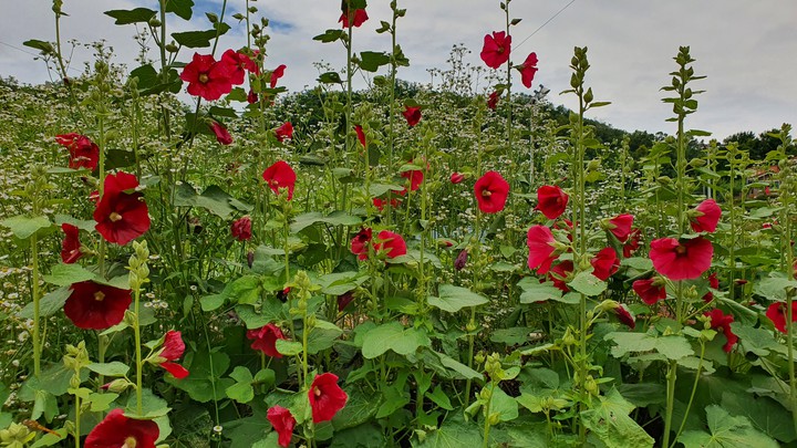 dish flowers