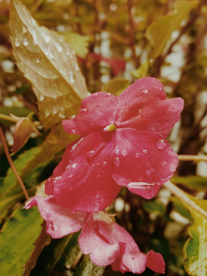 flower
