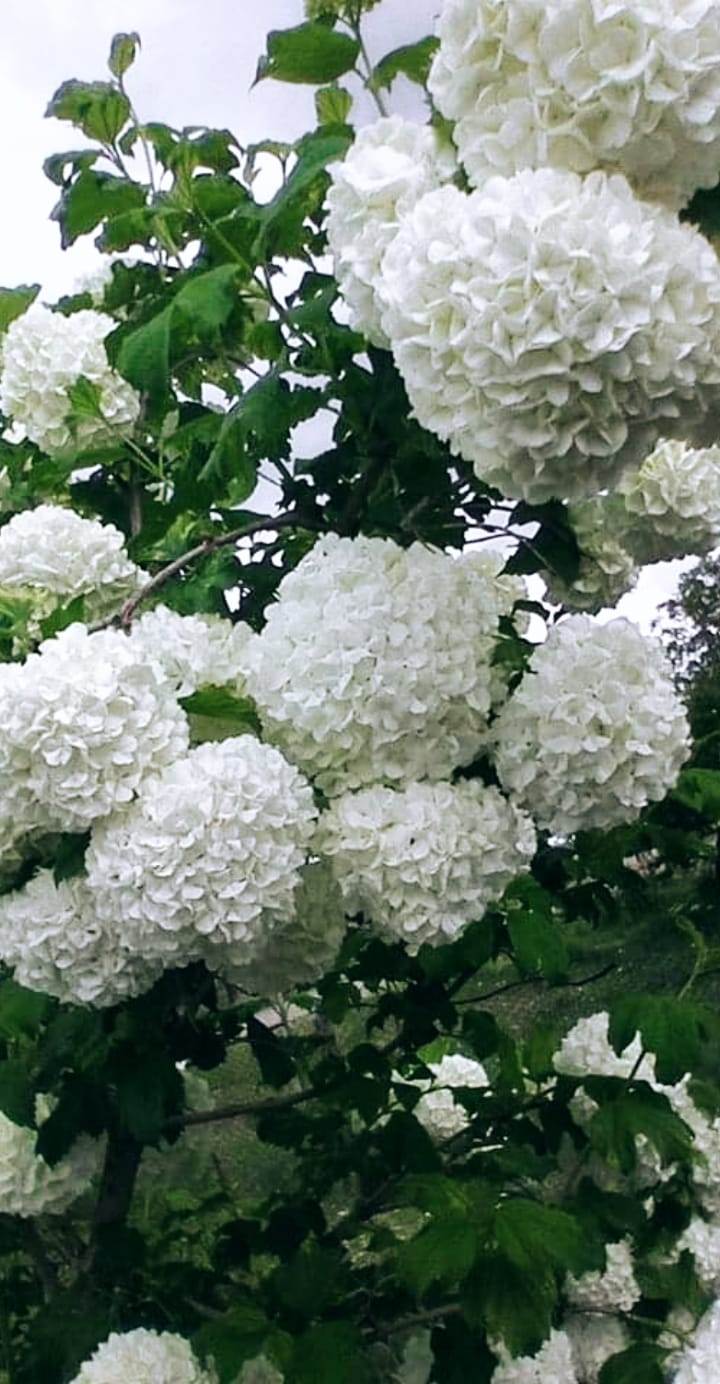 spring