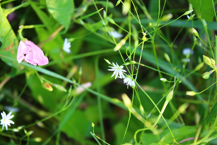 A little flower
