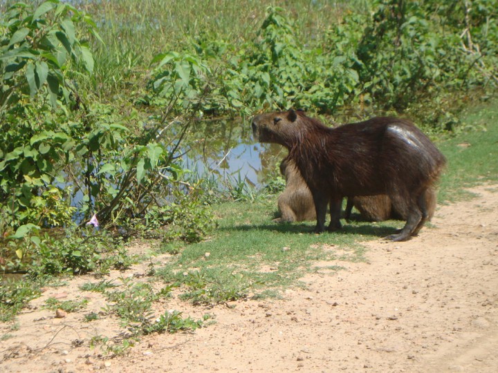 capivara