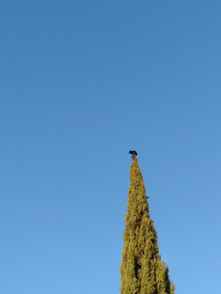 bird