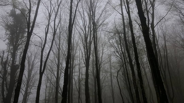 Gray Jungle