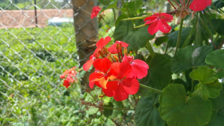 Natural flowers