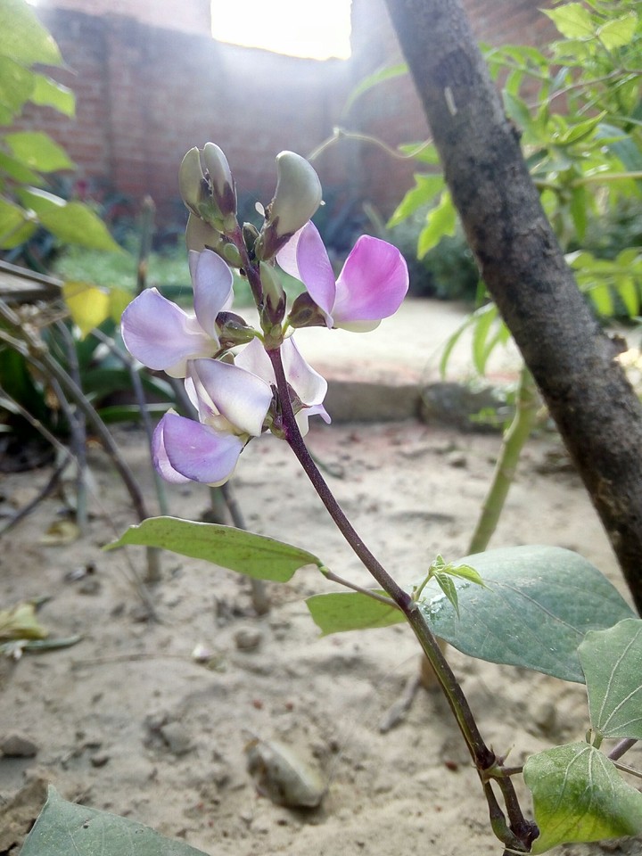 land plant