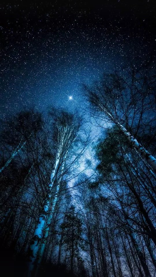 forest