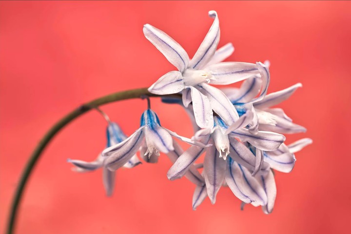 Lily_of_the_valley