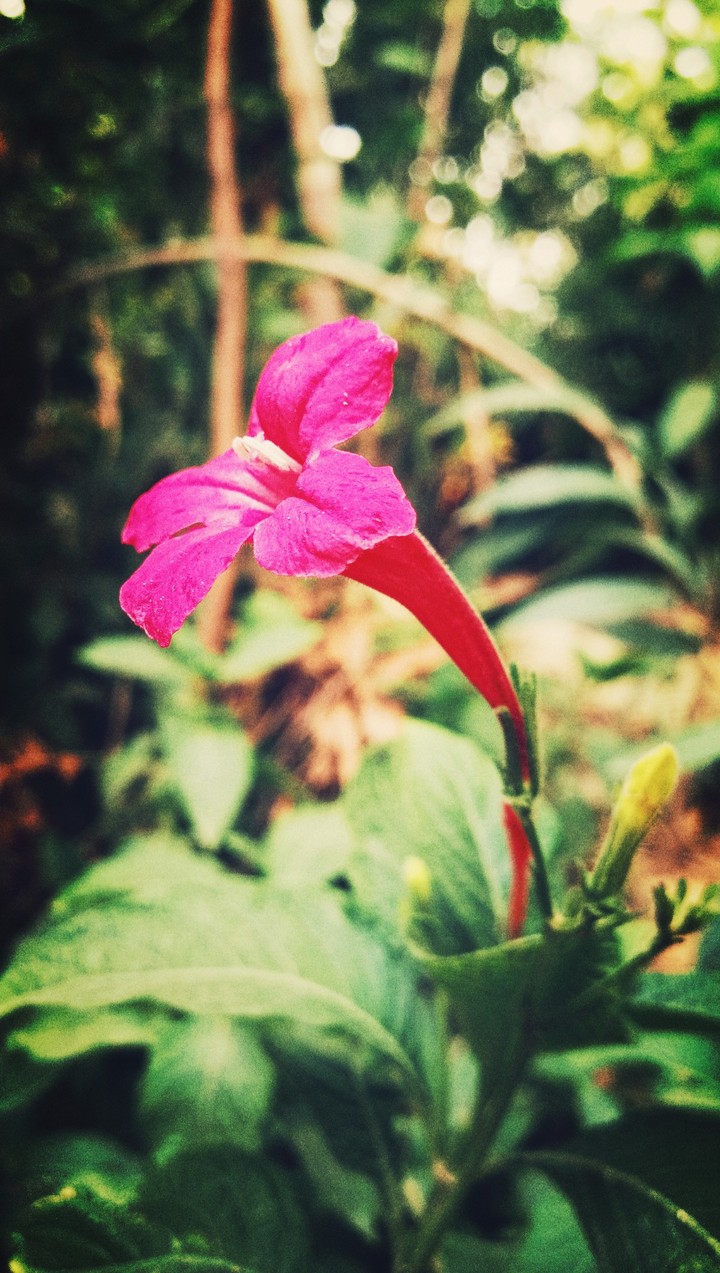 lovely little flower