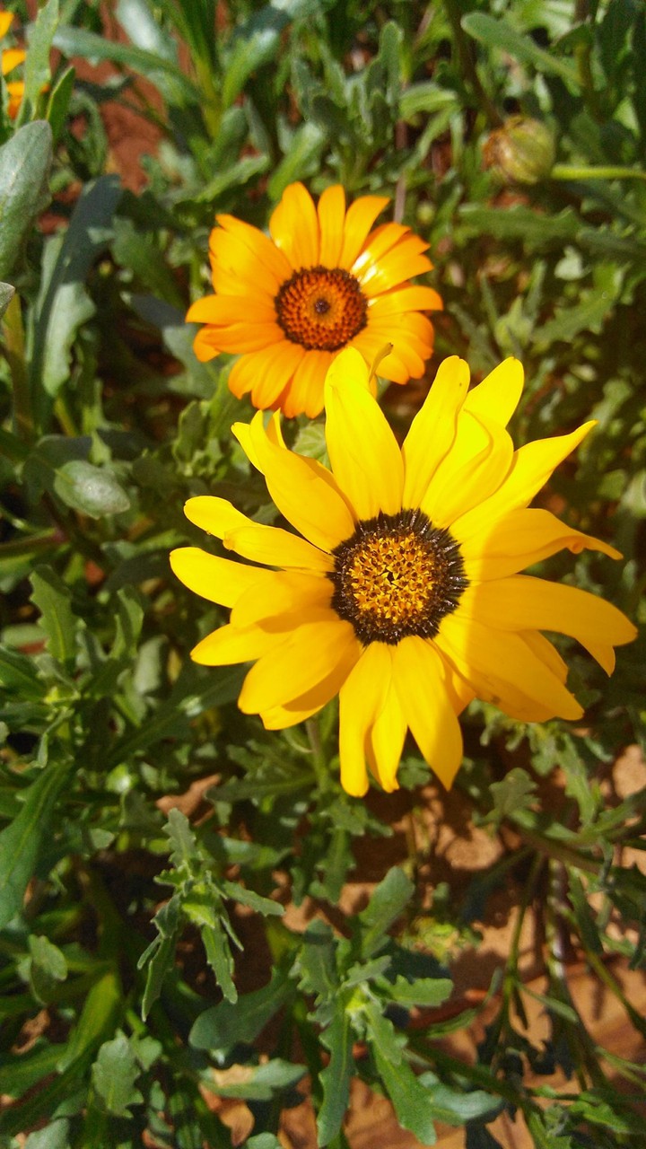 Amarelo