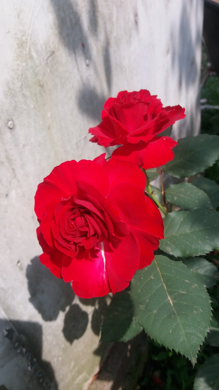 rosas vermelhas