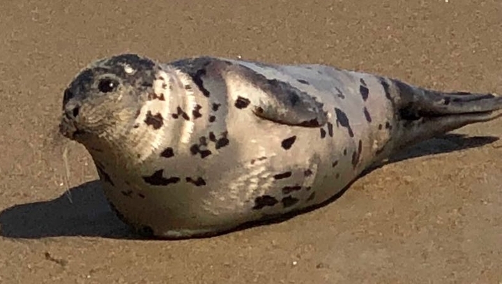 phoque plage mer animal mignon