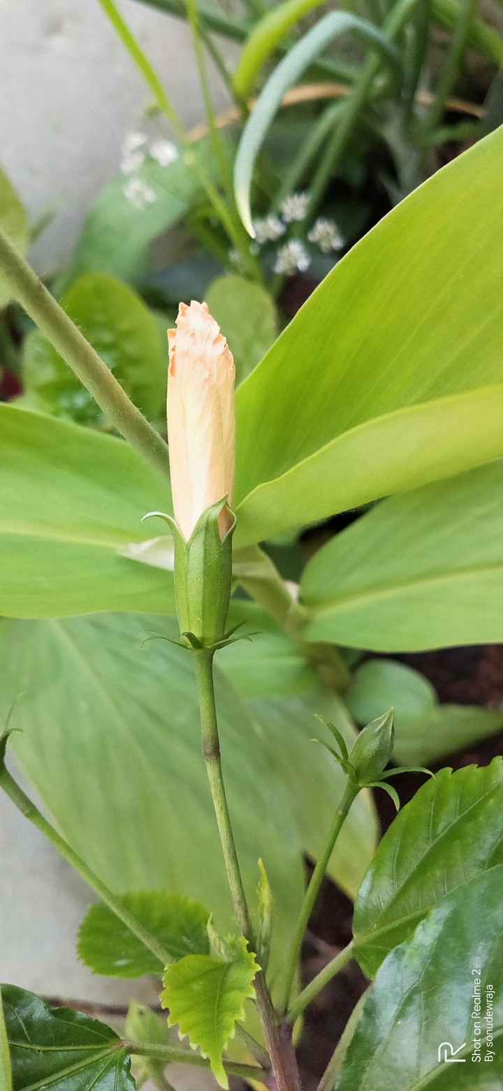 Unknown flowers