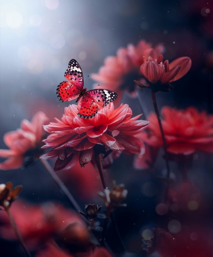 flowers and butterfly