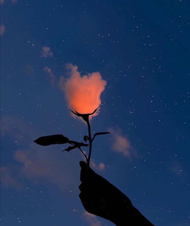rose