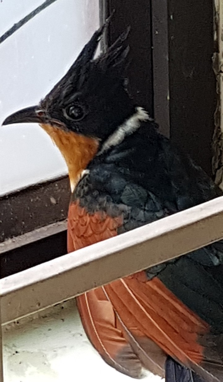A cute Bird