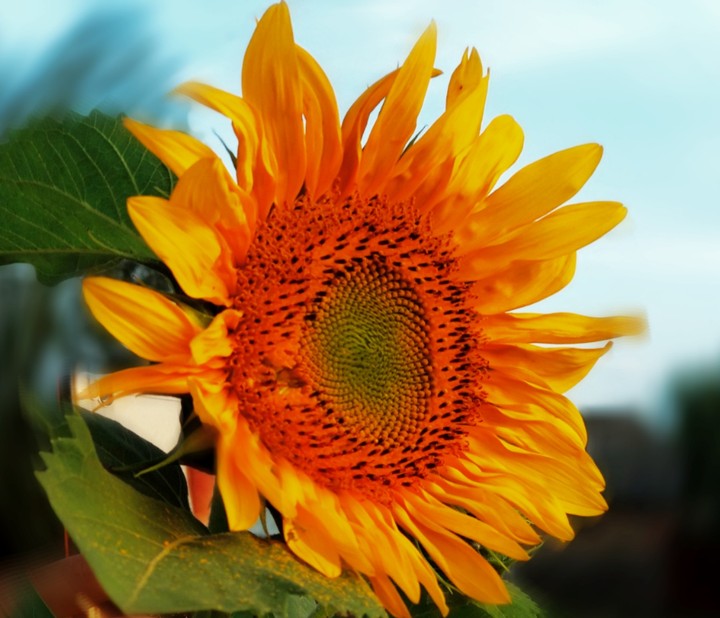 sunflouwer