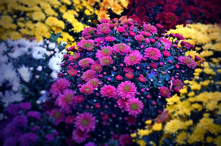 flower happy