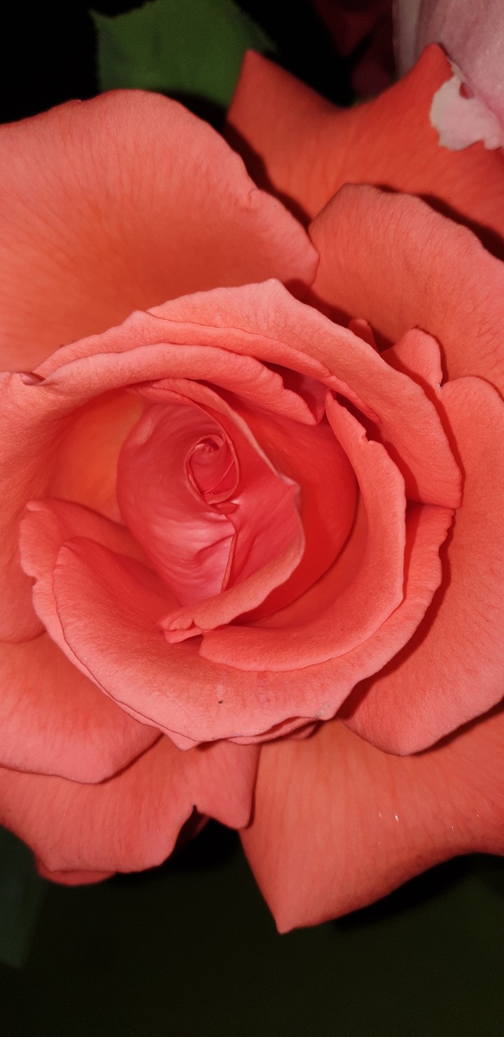 Rose... ???