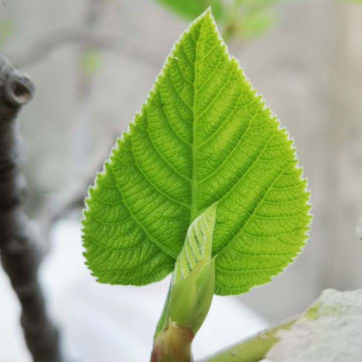 green Leaf