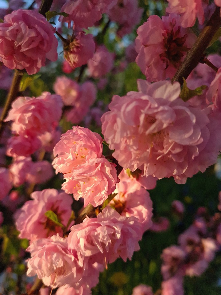 spring blossom