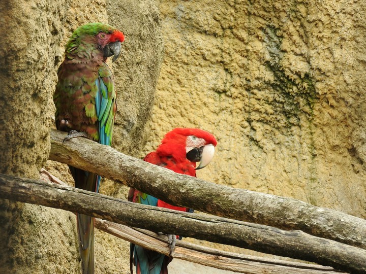 parrot