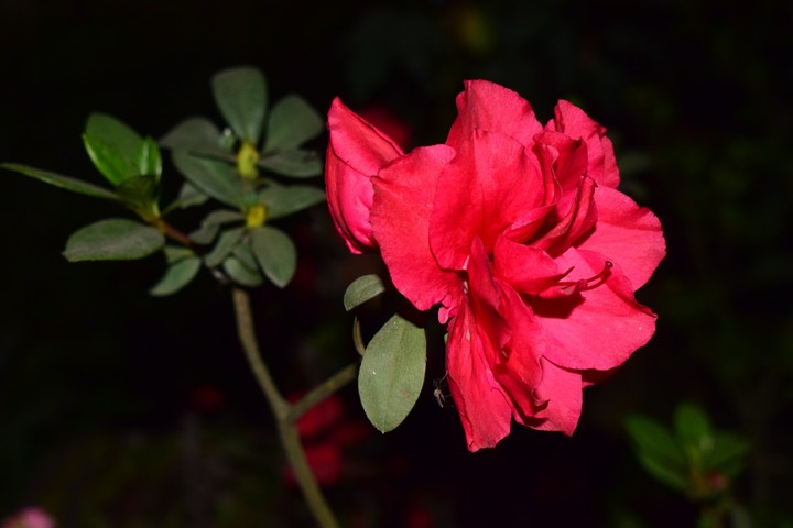azelia