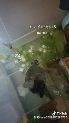 거북이 방울먹다(?)