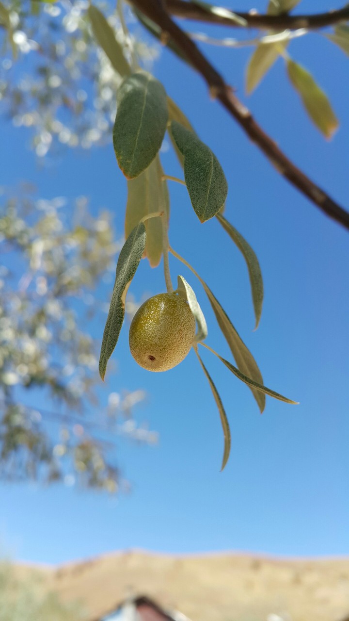 İğde