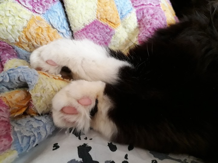 кошки