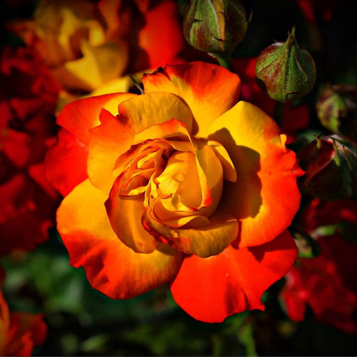 rosa gialla e rossa