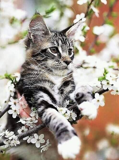 나의 냥이♡