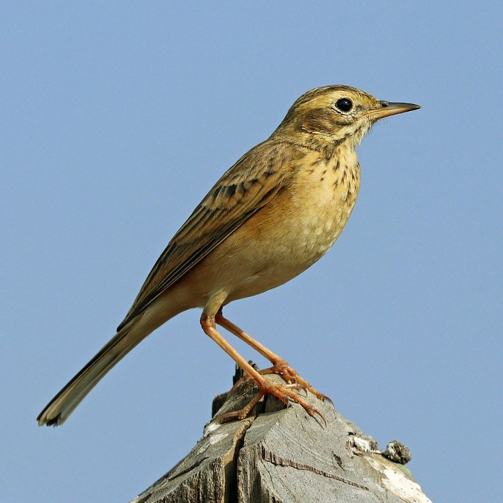 Petinha-dos-arrozais (Anthus rufulus)